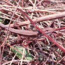 Feild Herping 4/6 2011 이미지