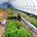 서파가든 이미지