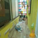 슈가펫살롱 이미지