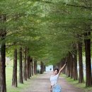 승일정비 | 담양 애견동반 1박2일 여행 | 죽녹원, 관방제림, 메타프로방스, 메타세퀘이아 가로수길