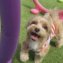 댕스티니 이미지