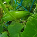 성장농장 이미지