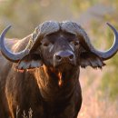 버팔로 이미지