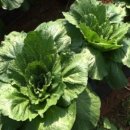 서재철농장 이미지