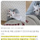 아프리카동물병원 | 강아지 야간 365일 24시간 응급 진료 &lt;아프리카 동물병원 진료철학&gt;