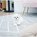 스타일독앤캣 강아지고양이 경기광주점 이미지