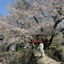 마치무릉도원 | [거창 여행] 벚꽃비 내리는 무릉도원, 거창 용원정 쌀다리 벚꽃 실시간 후기(26.04.11)🌸