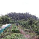 김선자 농장 이미지