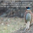 통영동이(統營童) 민요 "동그랑땡 이미지