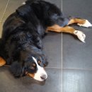 마오네(1호점) 이미지