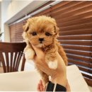 켄넬203 말티푸분양, 미니비숑분양 이미지