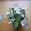 새로나화원 이미지