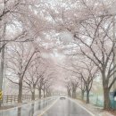 대청호카페 금린 | 2021.4.3. in 대전 대청호벚꽃길/숯골원냉면/카페비일상