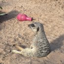 Meerkat 이미지