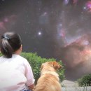 하늘강아지 반려동물 장례식장 이미지