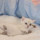 왕발고양이 이미지