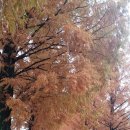 옥정 메타세콰이아길 이미지