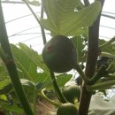 무화과나무 이미지