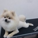 몽이네 애견샵 이미지