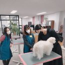 개인정애견샵 이미지