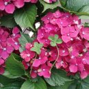 네잎클로버 이미지