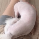 김홍펫살롱 이미지