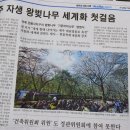 오등동 왕벚나무 이미지
