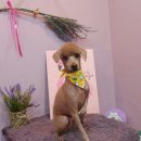 브라운 펫살롱 이미지