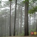조경숲 라이브팜뉴스