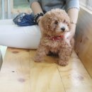 드림펫 동물병원 이미지