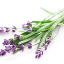 건강의향기 이미지