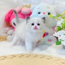 수원고양이전문분양 가토캣슬 광교용인점 | 고양이 입문 가이드고양이 품종별 성격 &amp; 특징 총정리 — 나에게 맞는 고양이는 어떤 품종일까?