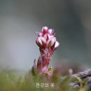 힐링야생화 - 구미시 산호대로 1235-1 | 힐링야생화