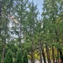 감천리카페 이미지