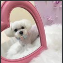 이끌리개 이미지