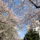 삼호아파트 | [벚꽃스팟🌸 : “서울 벚꽃 명소 추천! 삼호아파트 &amp; 석촌호수 후기”]