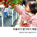 동탄지성로470번길 | [동탄 딸기체험] 두돌아기 딸기농장체험 후기