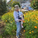 하동레일파크 | 하동 레일바이크 북천 코스모스 꽃구경하기