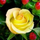 꽃보다아름다운당신 이미지