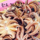 완도수산365