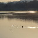 수향오리 이미지