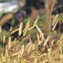 간세다리 이미지