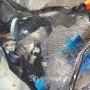 한국의 산삼과 상황버섯 이미지