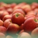 성주농장 이미지