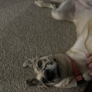 the 굿 dog | 2월 일상 | 대형견 일상, 발렌타인데이에 먹은 것들