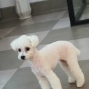 댕댕이 펫카 이미지
