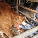 우리가축병원 이미지