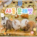 세븐일레븐 안산사동제일점 | 안산 사동 [문래빗] 아이와 토끼 먹이주기 체험 간단하게 할수 있는곳! ♥ 방문 정보 ♥