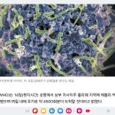치사율 80∼90% ‘이 병’ 또 대유행…이미 1만명 사망 이미지