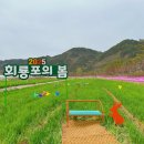 2025 회룡포 봄꽃축제 이미지